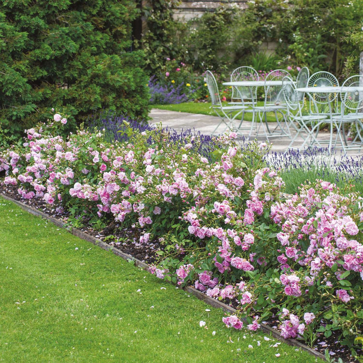 Ruusu 'Harlow Carr' (Aushouse)
